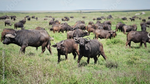 animal migration serengeti