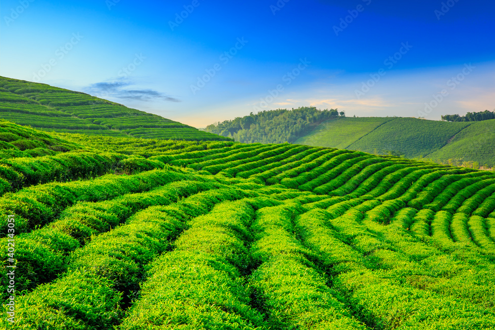 Green tea mountain at sunset,tea plantation natural background.