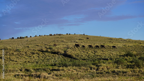 ngorongoro elephent