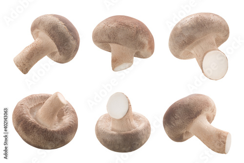Fresh Shiitake mushrooms (Lentinula edodes) isolated