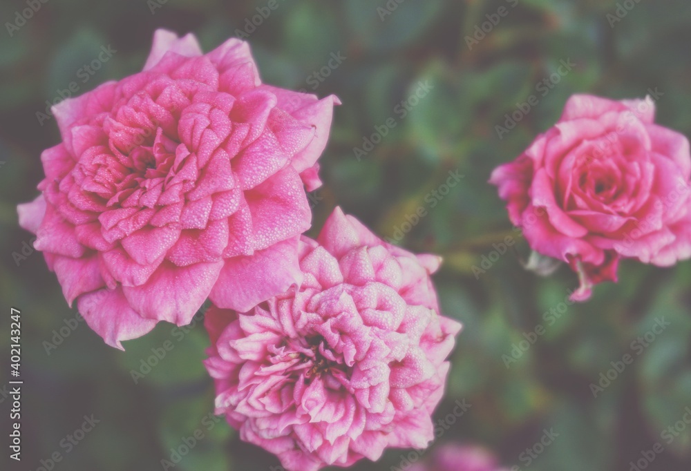 photo of artistic pink roses in the garden photo of artistic pink roses in the garden