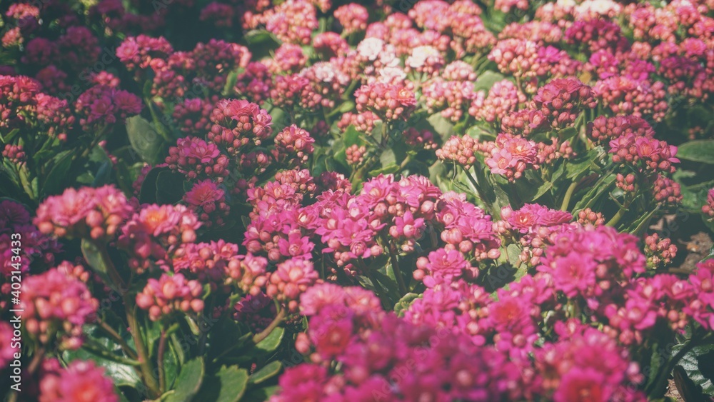 Obraz premium photo of artistic kalanchoe in the garden