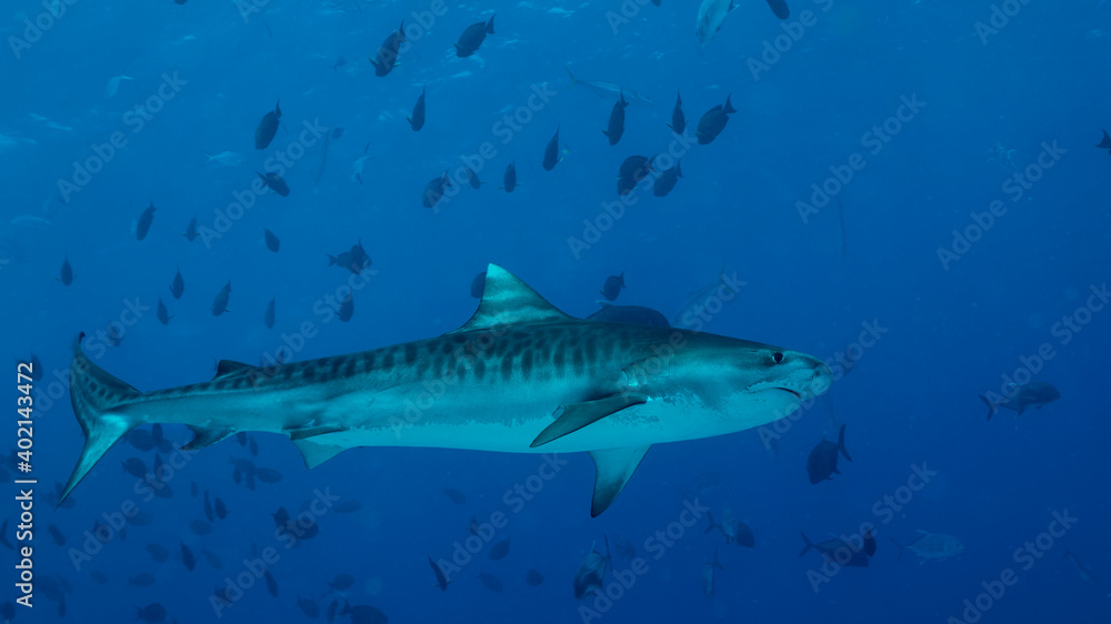 Naklejka premium Tiger Shark diving in Maldives