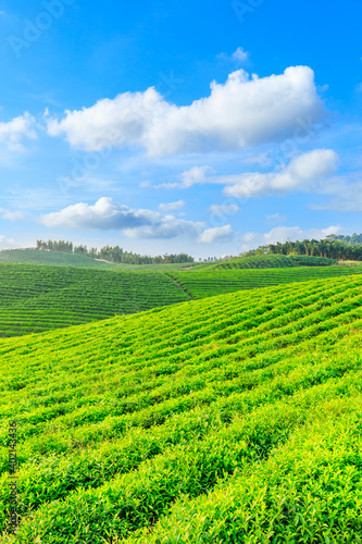 Green tea plantation.agricultural field nature background. © ABCDstock