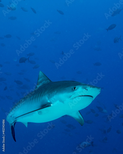 Tiger Shark diving in Maldives © Janos