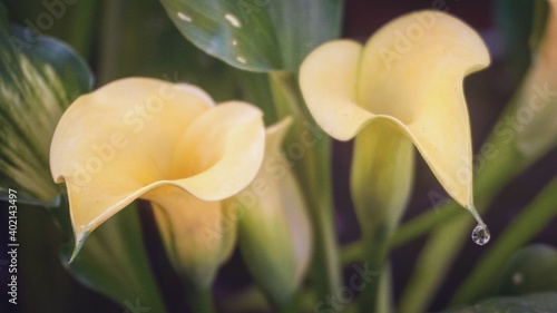 photo of artistic zantedeschia flowers in the garden