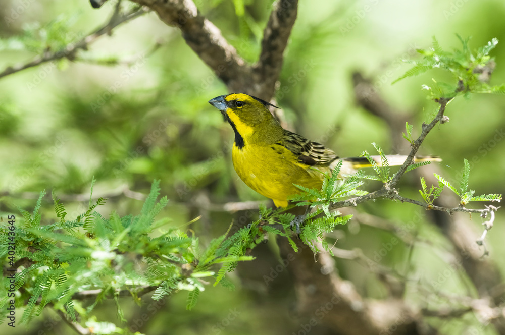 Yelow Cardinal, Gubernatrix cristata, Endangered species in La Pampa, Argentina Yelow Cardinal, Gubernatrix cristata, Endangered species in La Pampa, Argentina