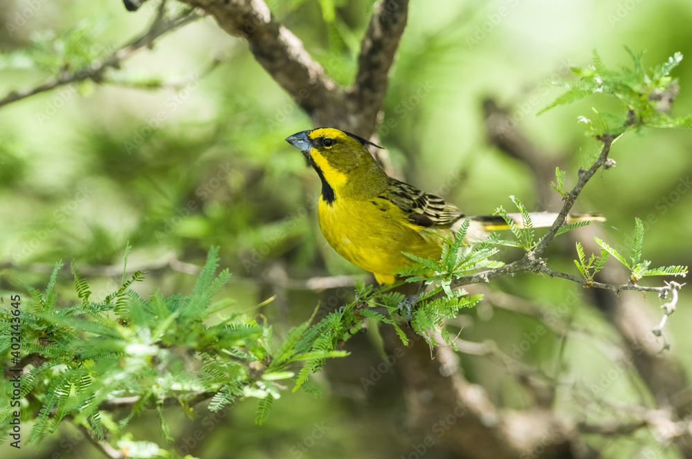 Yelow Cardinal, Gubernatrix cristata, Endangered species in La Pampa, Argentina