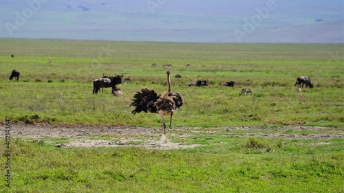 ngorongoro ostrich