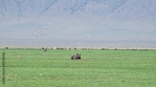 ngorongoro rhino 