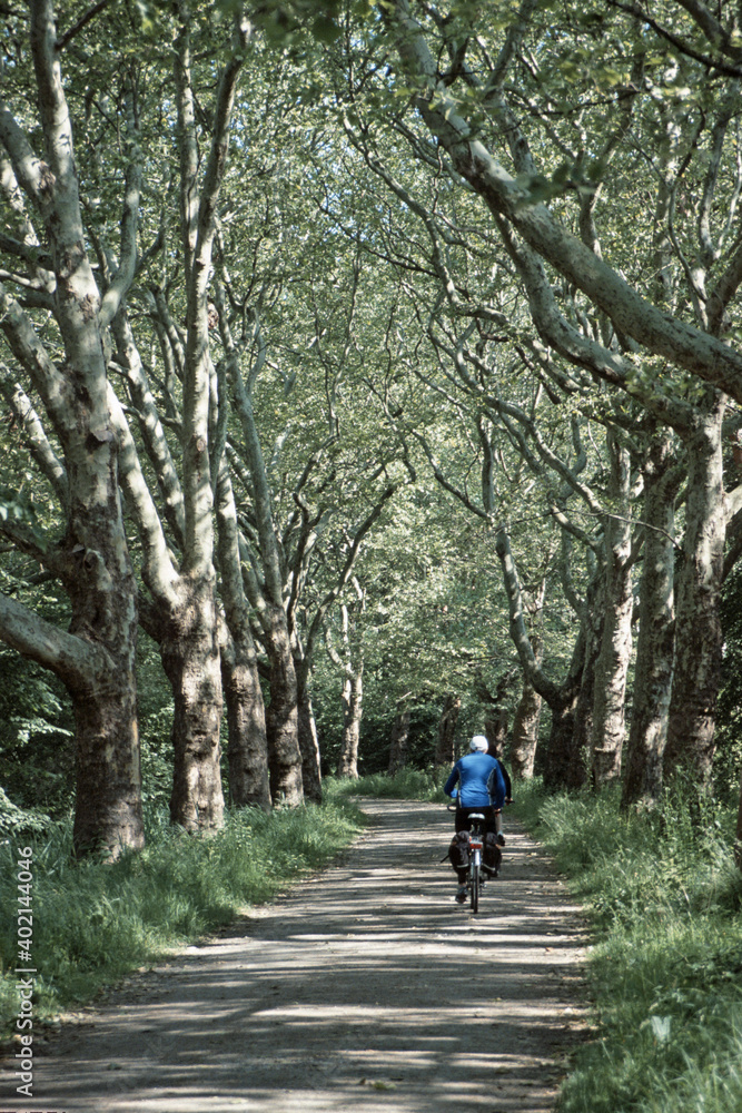 Radfahrer auf einer Allee