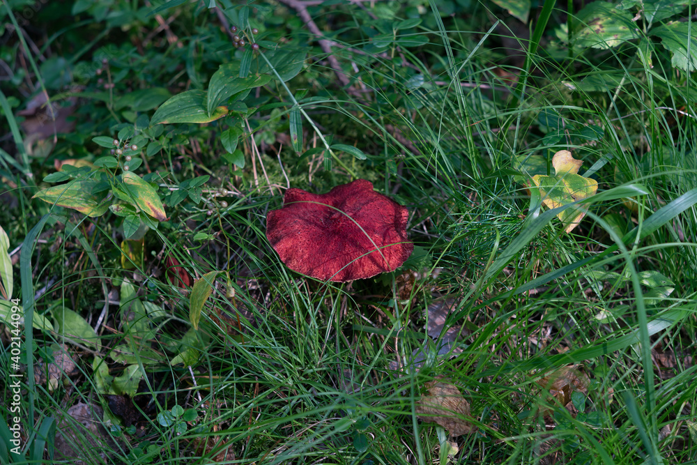 A beautiful mushroom with a red cap.