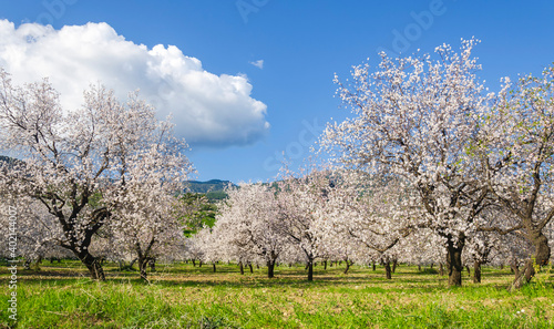 Fotografía Almond trees blooming in orchard against blue, Spring sky