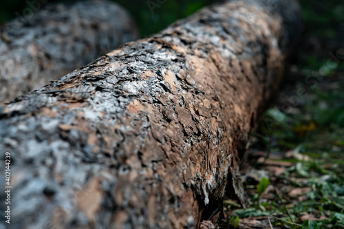 Trunks of fallen trees lie on the green grass in the forest.