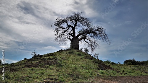 African Tree 