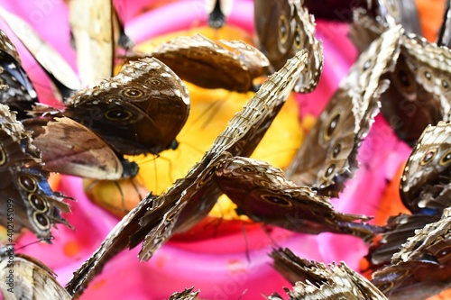 butterfly on leaf, in Arenal Volcano area in costa rica central america, butterfly background photo