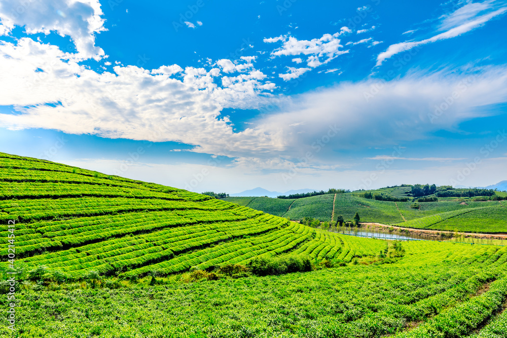 Green tea plantation.agricultural field nature background.