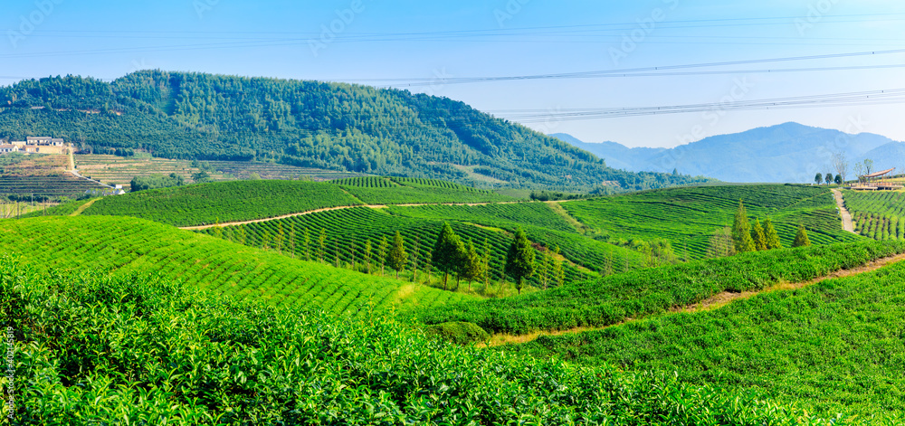 Green tea plantation.agricultural field nature background.