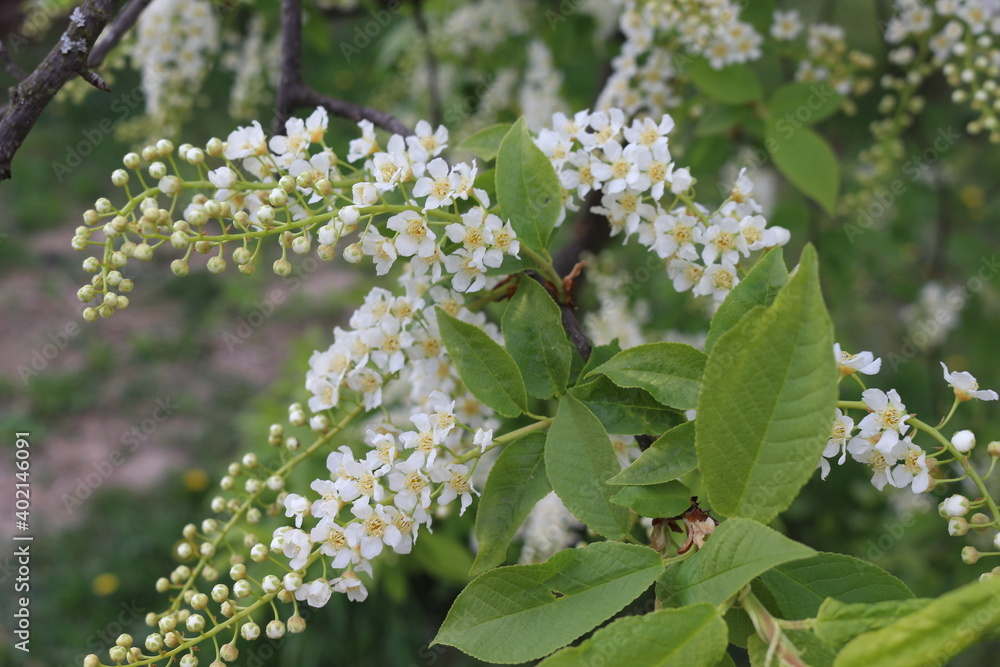 White clusters of flowers bloom on the bird cherry tree in the spring garden
White clusters of flowers bloom on the bird cherry tree in the spring garden