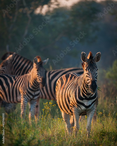 Plains zebra or common zebra (Equus quagga, formerly Equus burchellii). Madikwe Game Reserve. North West Province. South Africa © Roger de la Harpe