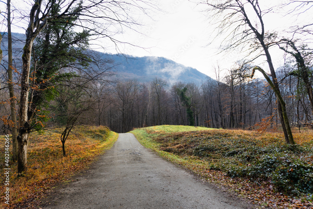 Fototapeta premium road in the woods
