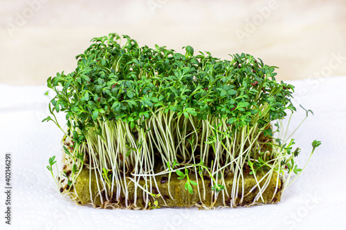 Fresh growing micro greens of young watercress salad on light background.