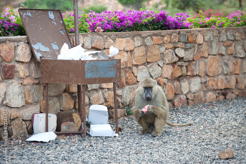 Małpa wybierająca odpadki z miejskiego śmietnika