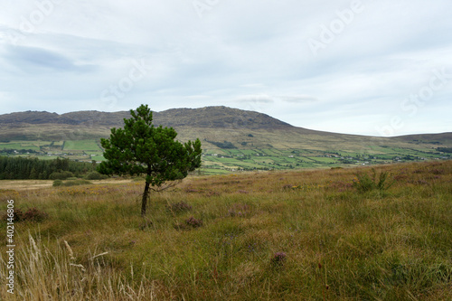 A lone pine tree on the heights of the Cooley Peninsula.Ireland.