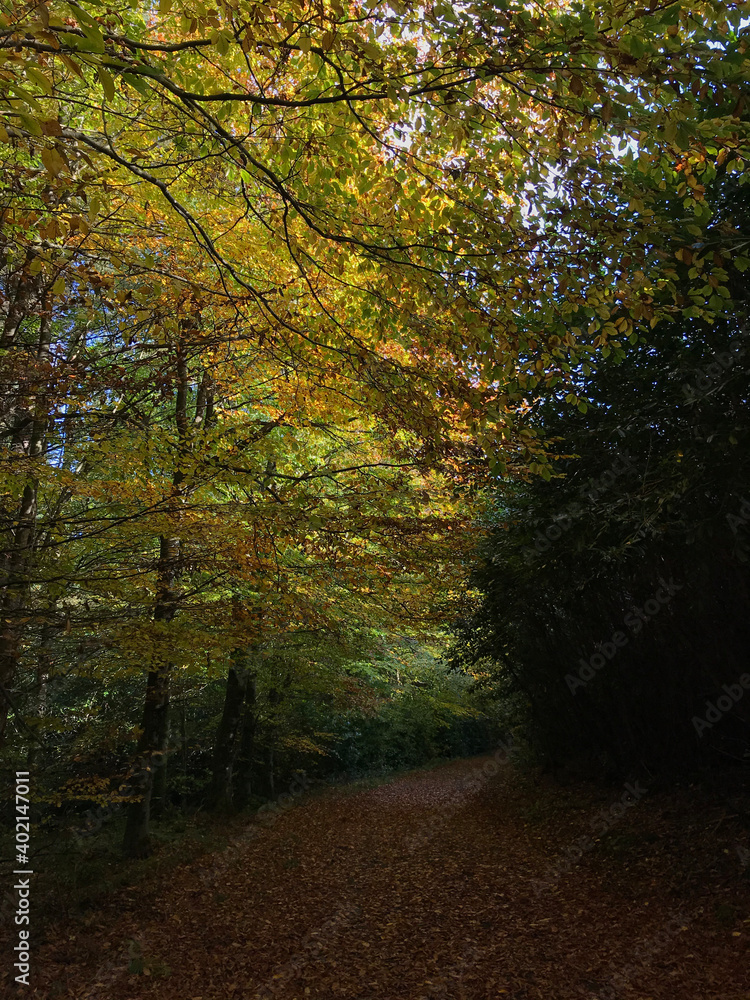 Obraz premium autumn in the forest