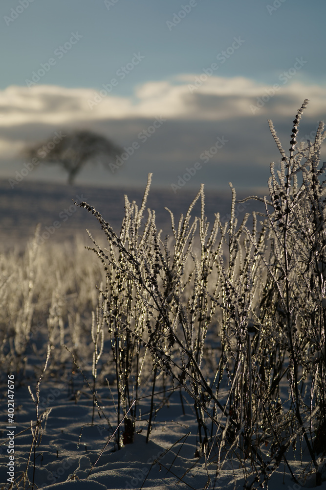 Fototapeta premium Die Überbleibsel aus dem Sommer im Schnee bei schönem Wetter 