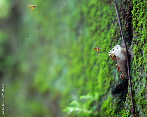 snail on a tree