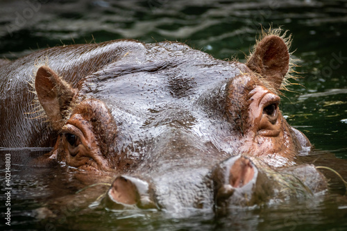 closeup of a swimming hippo