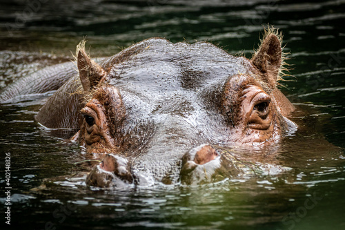 closeup of a swimming hippo with head in water