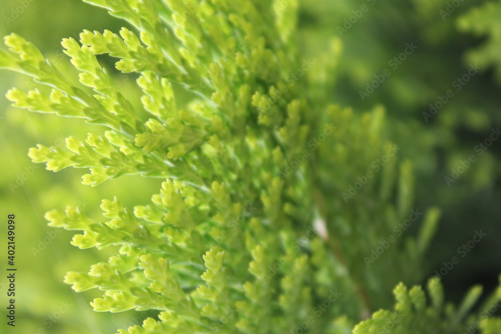 green, plant, nature, leaf, garden, tree, leaves, fresh, herb, parsley, food, flower, macro, closeup, grass, branch, spring, natural, texture, foliage, vegetable, bush, summer, plants, moss