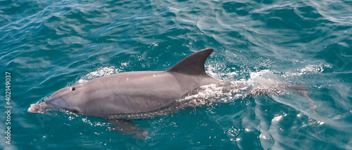 delfin w oceanie indyjskim