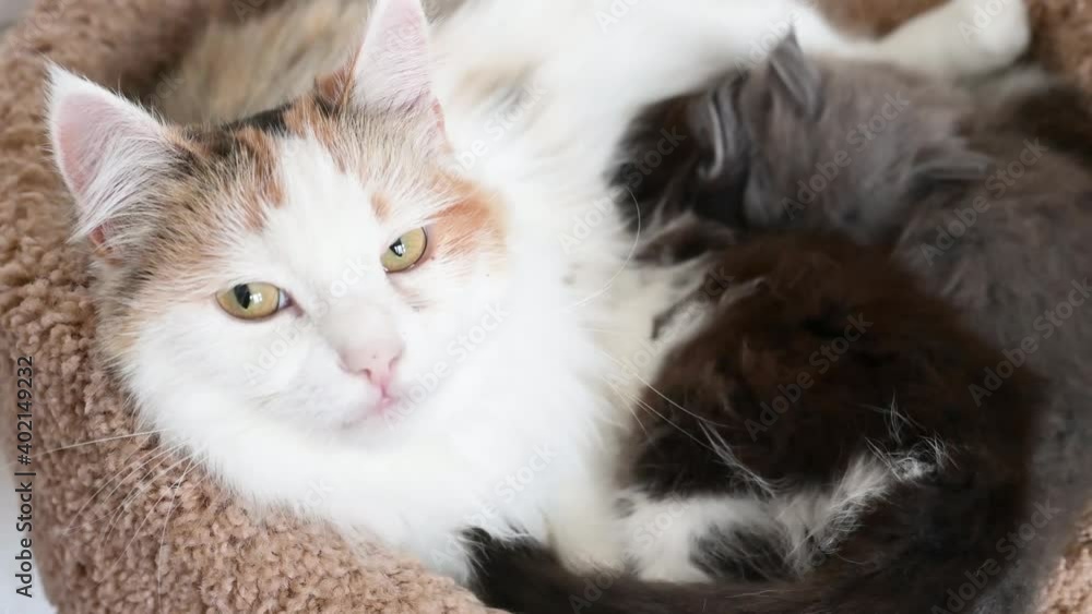 multicolored cat feeds milk to kittens looking at the camera close-up at home on a beige scratching post