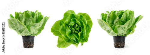 Canvastavla Raw fresh boston lettuce salad or butterhead isolated on white