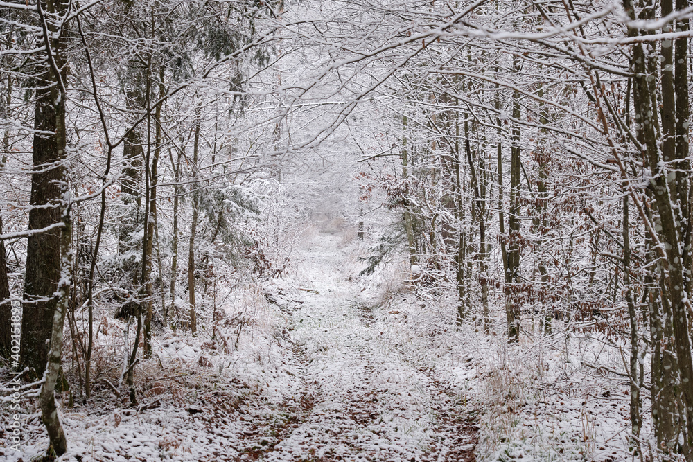 Dirt road crossing snowy deciduous stand Dirt road crossing snowy deciduous stand