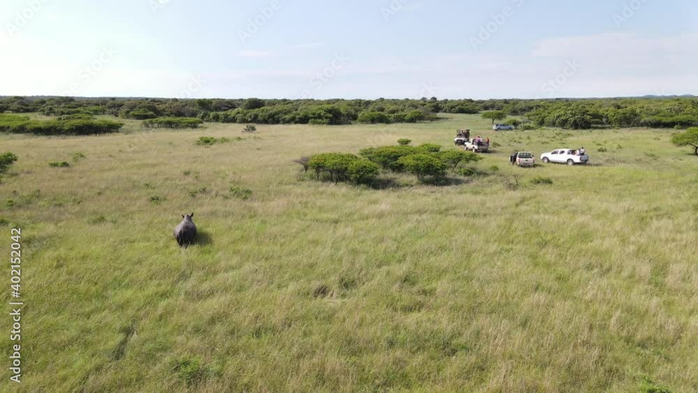 Rhino and tourists in a game reserve Rhino and tourists in a game reserve