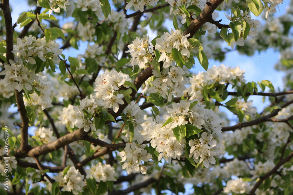 
White flowers blooming on pear tree in spring garden