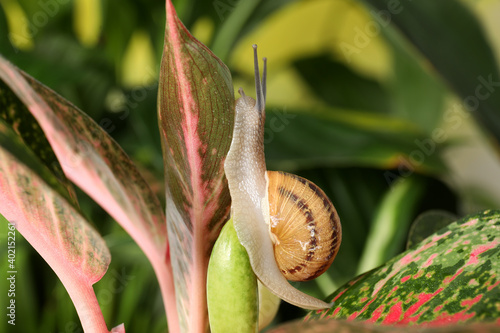 Common garden snail crawling on plant, closeup