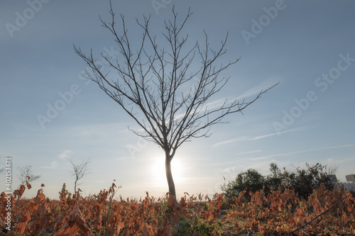 Wallpaper Mural 冬枯れの木と早朝の青空　12月 Torontodigital.ca
