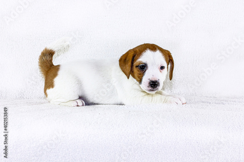 cute monoclous puppy jack russell terrier lies on a white blanket background, horizontal