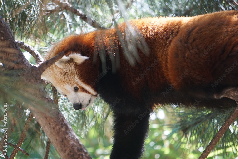 Fototapeta premium red panda in a tree