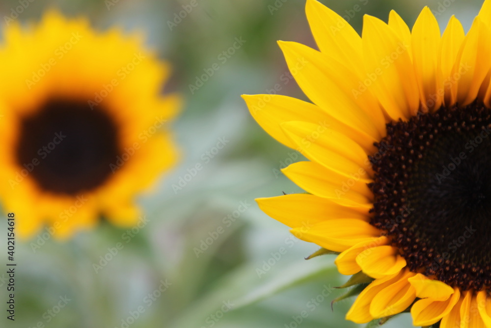 Obraz premium sunflower, flower, nature, summer, yellow, sun, plant, field, agriculture, green, flowers, blossom, garden, bloom, sunflowers, flora, leaf, beauty, bright, beautiful, petal, color, seed, growth, flora