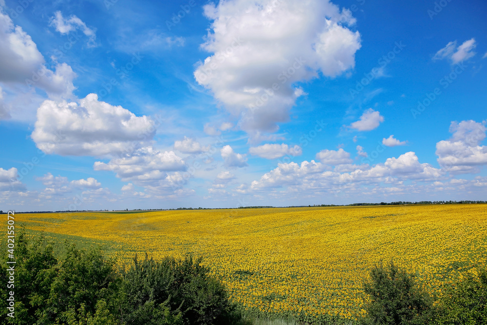 Fototapeta premium A beautiful field of sunflowers. Bright yellow blooming meadow sunflowers against a blue sky with clouds. Sunny summer landscape. Natural background.