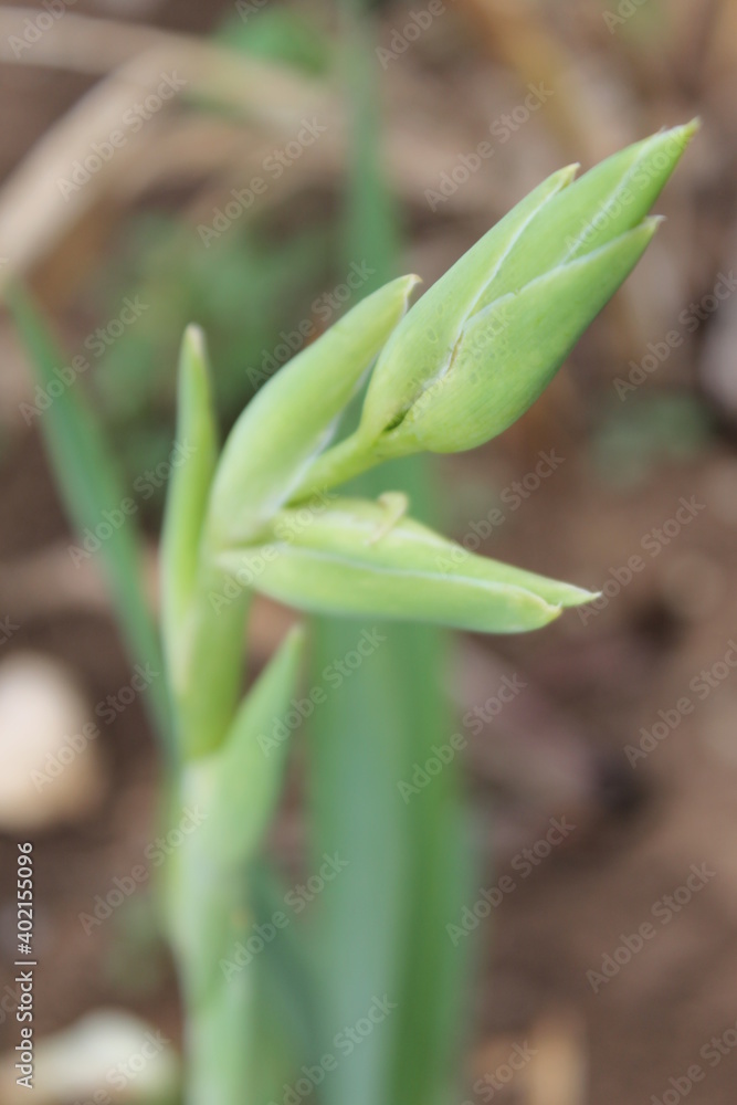 flower, rose, yellow, nature, white, floral, macro, flowers, bloom, beauty, plant, blossom, petal, garden, spring, bouquet, flora, beautiful, green, close-up, petals, pasta, food, closeup, daffodil flower, rose, yellow, nature, white, floral, macro, flowers, bloom, beauty, plant, blossom, petal, garden, spring, bouquet, flora, beautiful, green, close-up, petals, pasta, food, closeup, daffodil