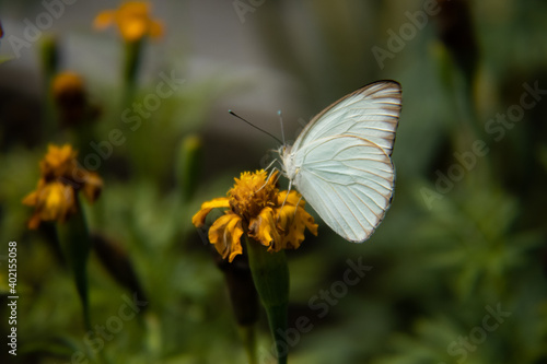 butterfly on a flower © AP_Photography
