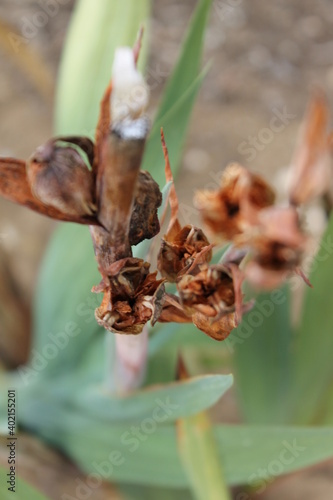 nature, plant, spring, tree, flower, branch, green, bud, flora, macro, blossom, close-up, garden, willow, season, bloom, yellow, leaf, buds, growth, bush, twig, closeup, insect, wild