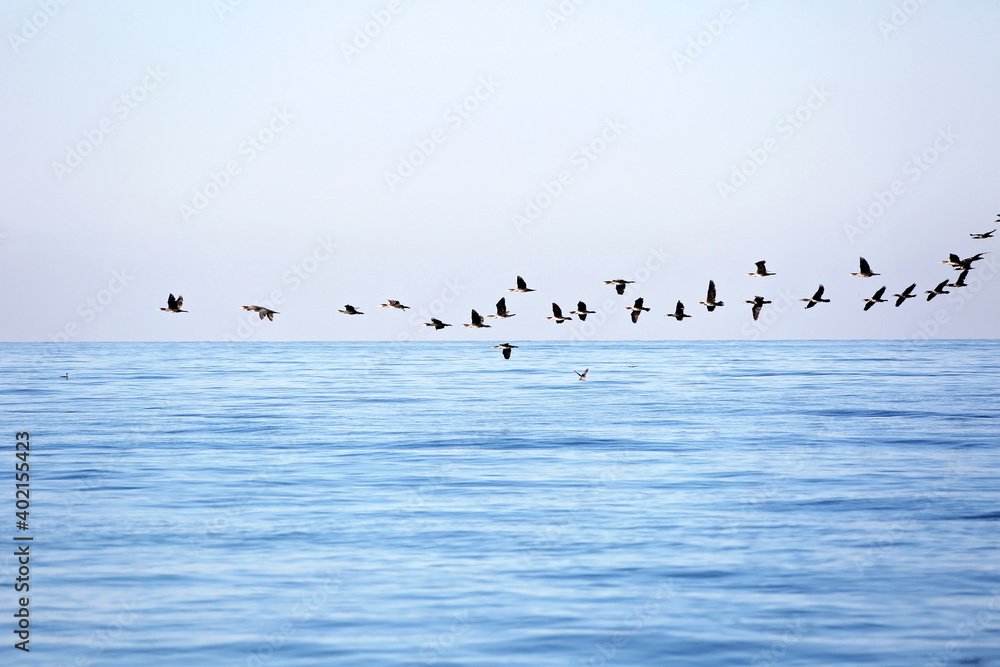 A flock of migrating birds in the sky above the sea. Seasonal migration of birds. Soft selective focus. A flock of migrating birds in the sky above the sea. Seasonal migration of birds. Soft selective focus.